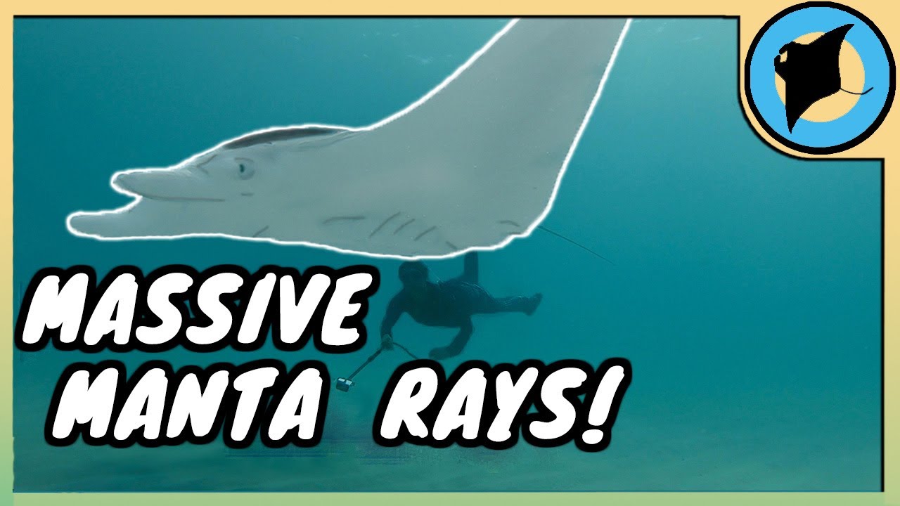 Massive Manta Rays Discovered In South Florida!