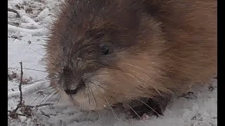 Водяная крыса в тираспольском фонтане Водяная крыса в тираспольском фонтане