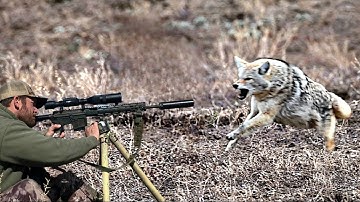 25 Coyotes Down! The Most Insane Predator Hunt Ever Caught on Camera (2025)