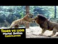 TIGER vs LION  Real Fight Compilation አስገራሚ || lion vs tiger የጨዋታ አጻጻፍ ቀረጻ