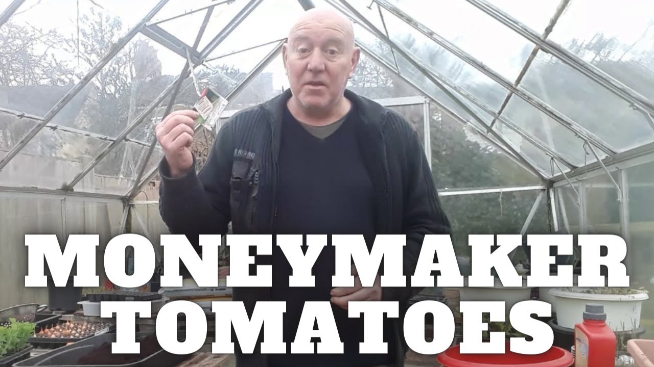 Grow Moneymaker Tomatoes