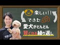 【犬しつけ】愛犬がドンドン賢くなる！しつけの方法、無限のループ