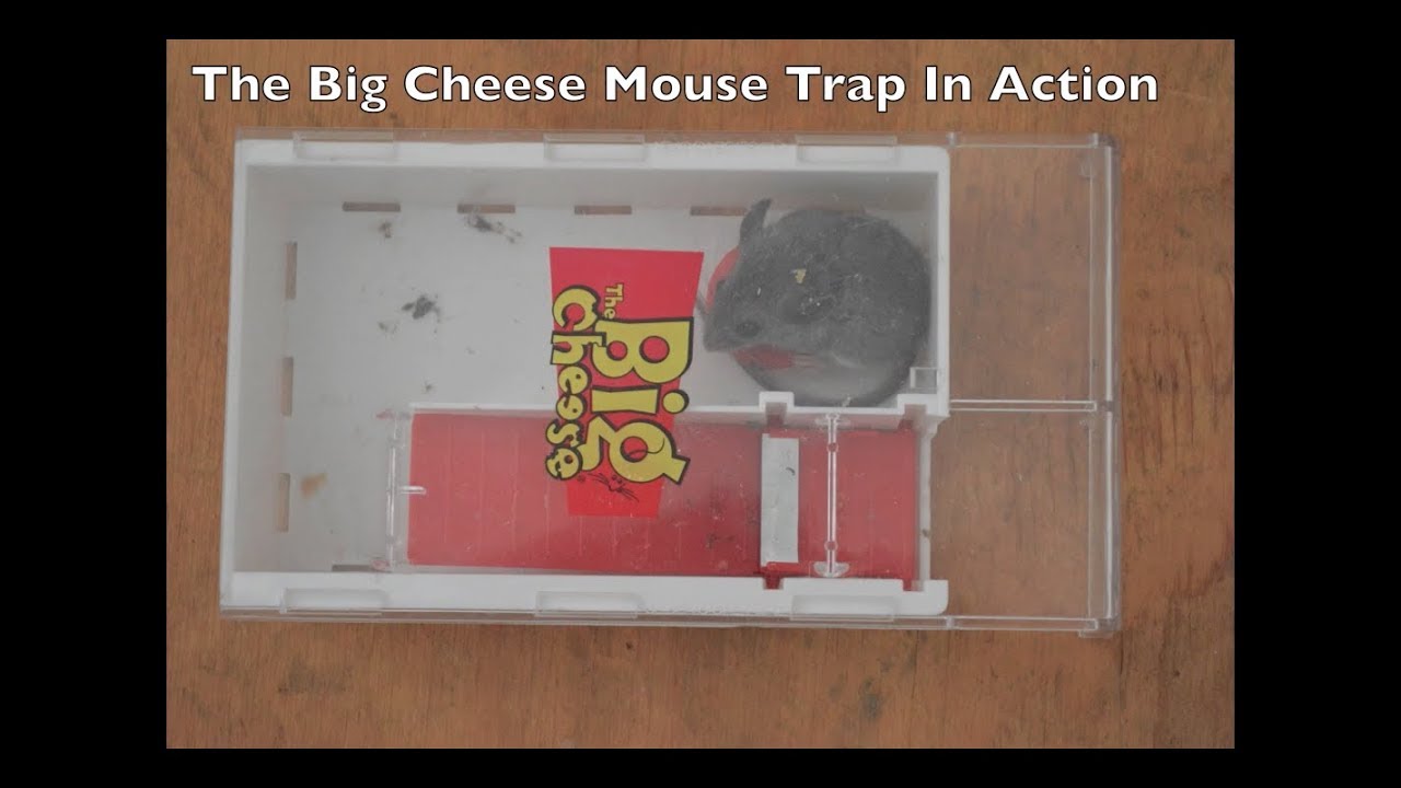 The BIG CHEESE Live Catch Mouse Trap In Action With Motion Cameras 