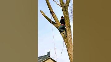 Logging process sharing - good machinery can improve the efficiency of doing things