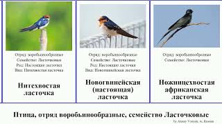 Птица, отряд воробьинообразные, семейство Ласточковые ласточка настоящая горная американская bird