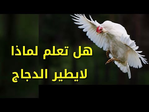 فيديو: لماذا لا يطير الدجاج وهو طيور؟