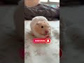 Wait for the next reaction. #cute #hamster #pets #funny
