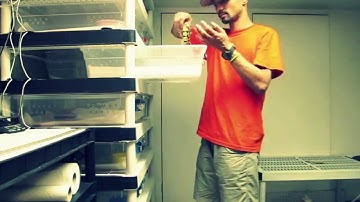 2011 Ball Python Collection Intro