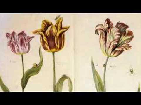 Video: Hvad er Kaufmanniana-tulipaner – Lær om Kaufmanniana-tulipanplanter