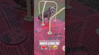 Nova Riding The Merry Go Round️ #americanbullybreed #bullybreed #adorabledog