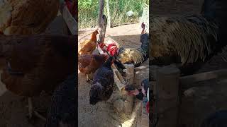 como combater peito seco em galinha #animal #pet #sitio