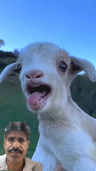 #gote#sortvideo #animation