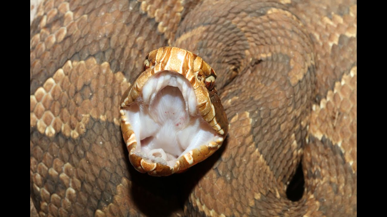 Cottonmouth Venom Extraction YouTube