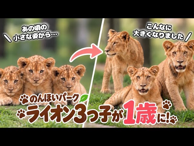The Lions' First Year: Part 1 - YouTube