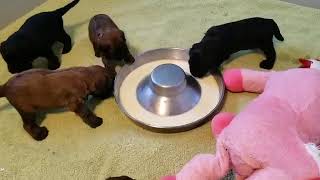 Briard mom Gigi and her pups Video 9 by Lebec Briards 90 views 4 years ago 26 seconds