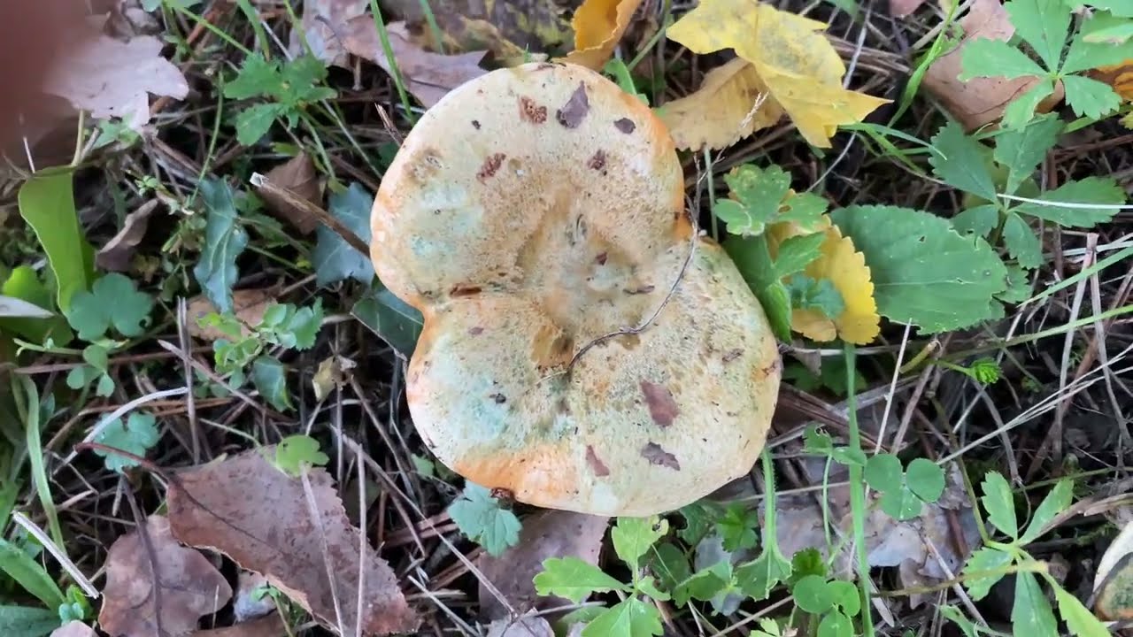 Lactarius sanguifluus, November 22, 2023