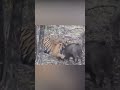 ¡El animal que puede MATAR a un tigre! #Short