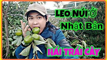 Cuộc sống ở nhật,Thử thách đi vòng núi hái những trái cây rừng và cái kết- chàng trai bến tre tv