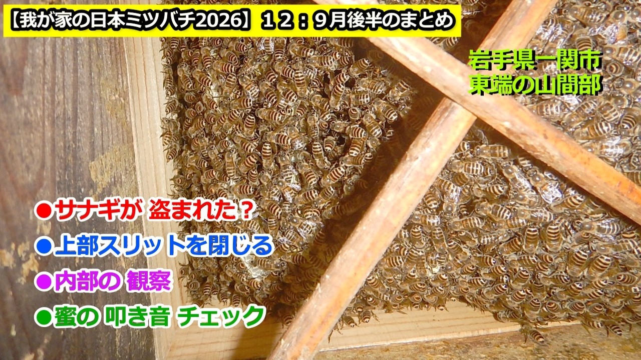 我が家の日本ミツバチ2026】12：9月後半のまとめ - YouTube