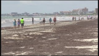 Seaweed bloom heads toward Florida