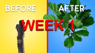 How to get more branches on your Fiddle Leaf Fig (EASY method): Week 1 Update