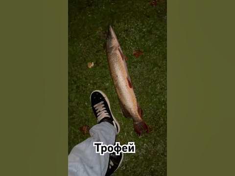 Трофейный размер щуки 🔥 #рыбалка #чечня #чеченскаяреспублика #топ # ...