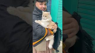 Shy Cat Is Hiding Herself From Strangers