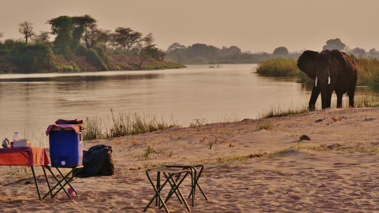 Close encounter with wild elephants while kayaking the Zambezi river