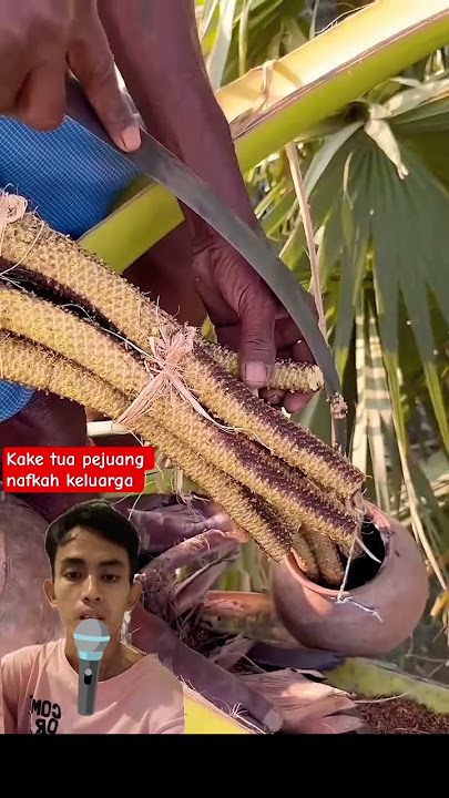 seorang kake tua naik pohon palem setinggi 100 meter demi kebutuhan keluarganya