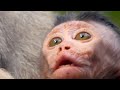 Sad baby monkey. Desperately swallowing a banana./ 必死でバナナを詰め込む、赤ちゃん猿の悲しい姿 monpai monyet