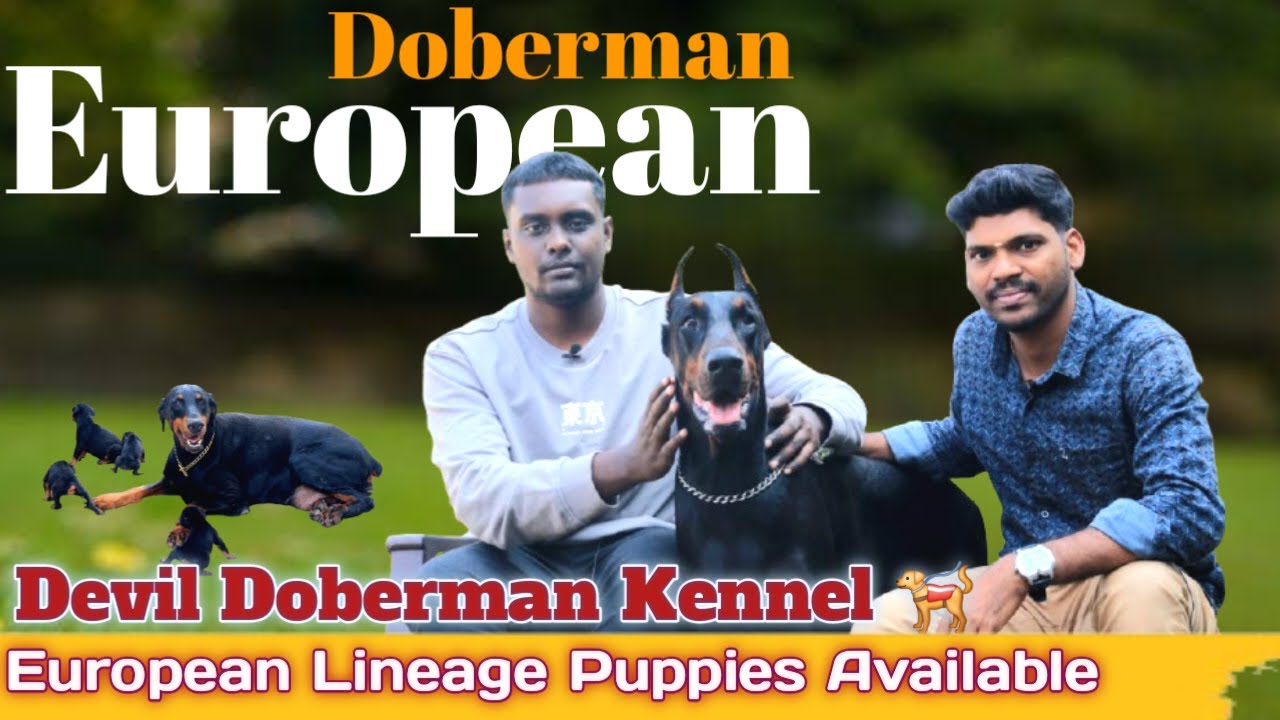 Devil Doberman kennel in ECR /European Doberman Puppies sales in Chennai / Imported Breed