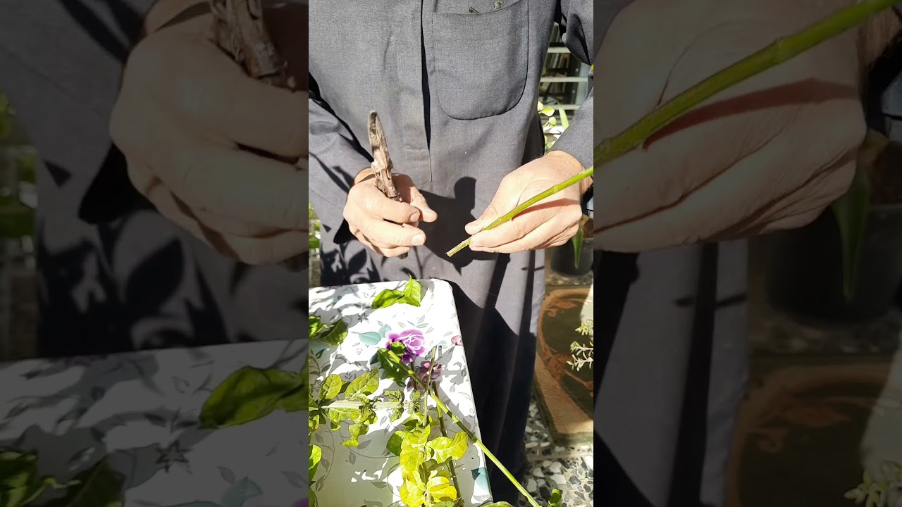 طريقة تقليم واكثار ورد الرازقي او الفُل ، عملية تكثير ورد الرازقي او الفل بالعقل والترقيد