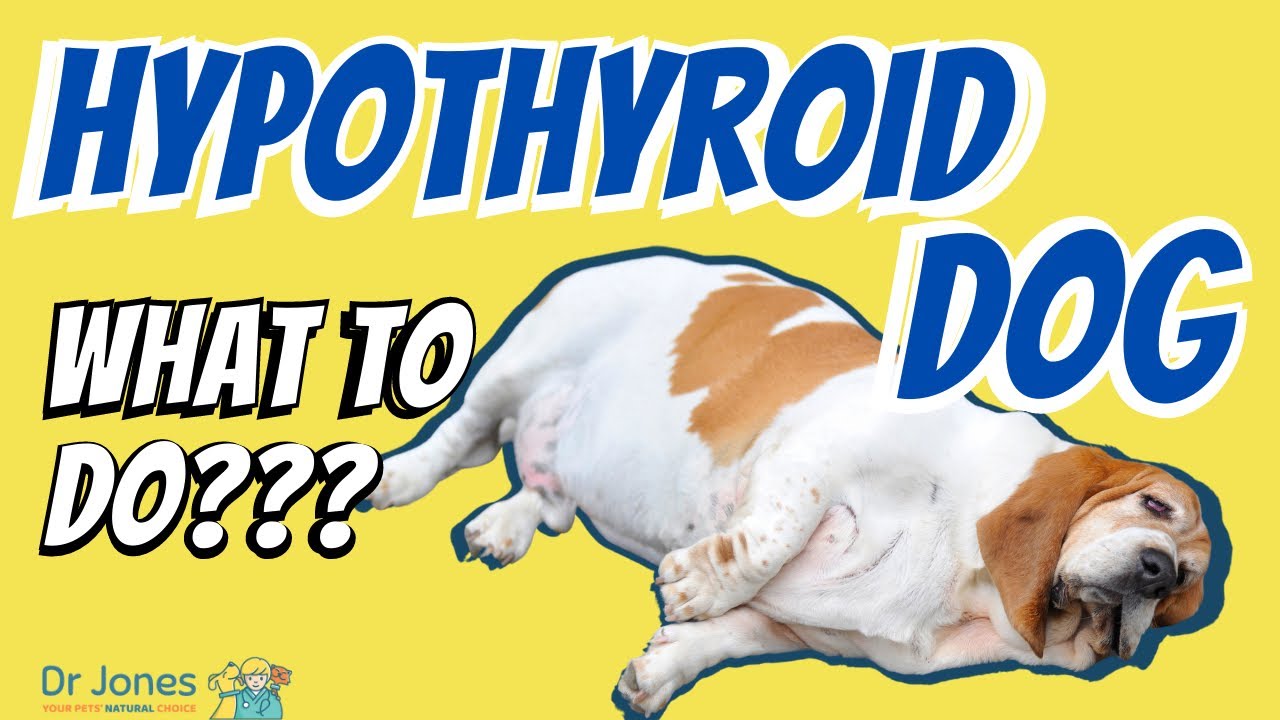 how is dog hypothyroidism diagnosed