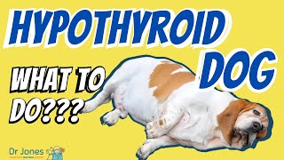 Natural Remedies for Hypothyroidism in Dogs