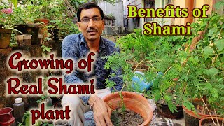 How to grow and care Real Shami plant / How to identify Real and fake Shami / Prosopis cineraria