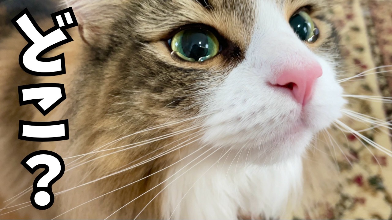 【初公開】お留守番中の猫ちゃんを隠し撮りしたら衝撃映像が撮れました