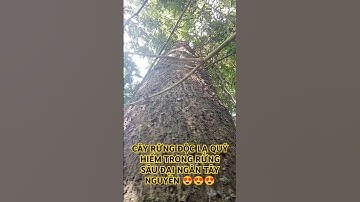CÂY RỪNG TUYỆT ĐẸP TRONG RỪNG SÂU ĐẠI NGÀN TÂY NGUYÊN.