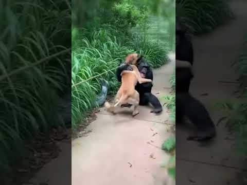 Chimp Can’t Wait to Meet His Dog Friend 💖