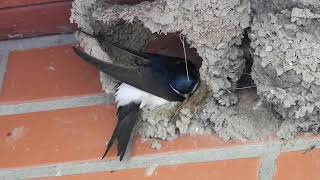 Langinė kregždė / Delichon urbicum / Common House Martin / Городская ласточка Langinė kregždė / Delichon urbicum / Common House Martin / Городская ласточка