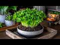 Essential Herbs for Authentic Italian Gardens | Small Home Garden Ideas