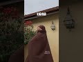 Hijab vs khimar vs jilbab  shorts