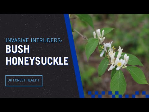 Invasive Plants: Bush Honeysuckle