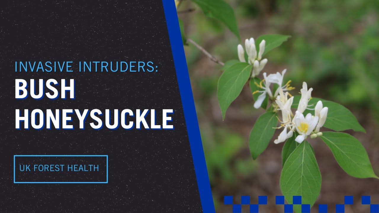 Invasive Plants: Bush Honeysuckle