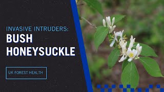 Invasive Intruders: Bush Honeysuckle