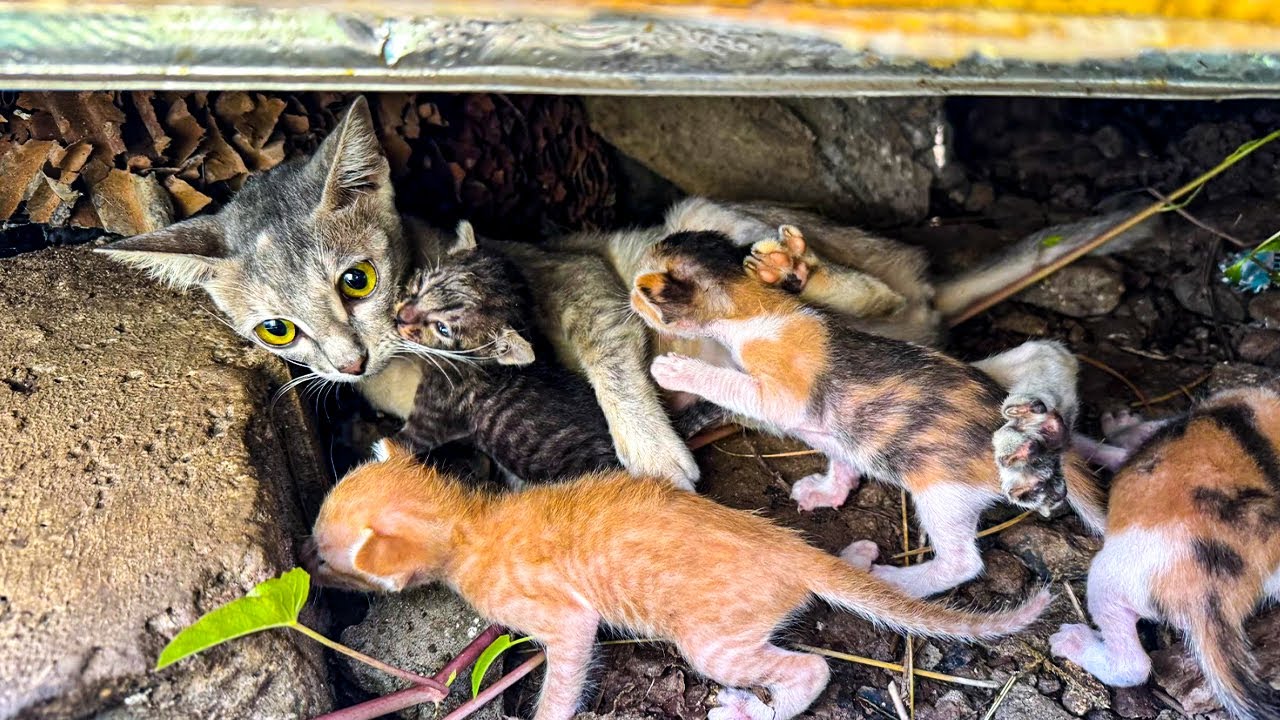 Спасение голодающих котят: больную кошку-мать спасли в палящую жару вместе с котятами | Руководст...
