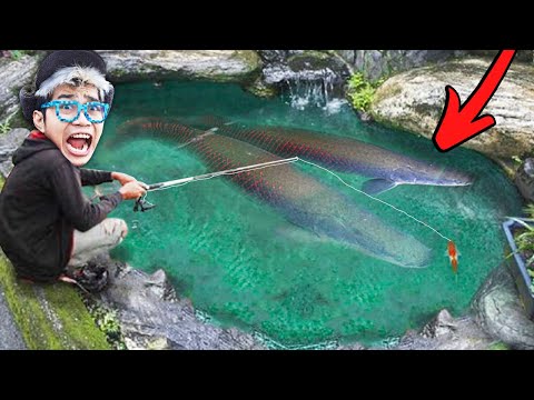 NEKAT BELI IKAN MONSTER!!! ARAPAIMA TITAN RAKSASA KITA PANCING SAMPAI Tangan PUTUS!!!