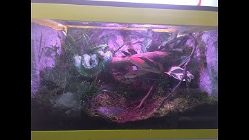 Setting up a Green Tree Python Vivarium | Rainforest | Reptilesky