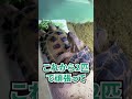 【ご報告】家庭内暴力でリクガメたちが別居することになりました。