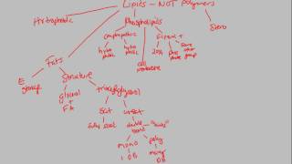 Biological Molecules - Lipids (Part 2) | BIALIGY.com