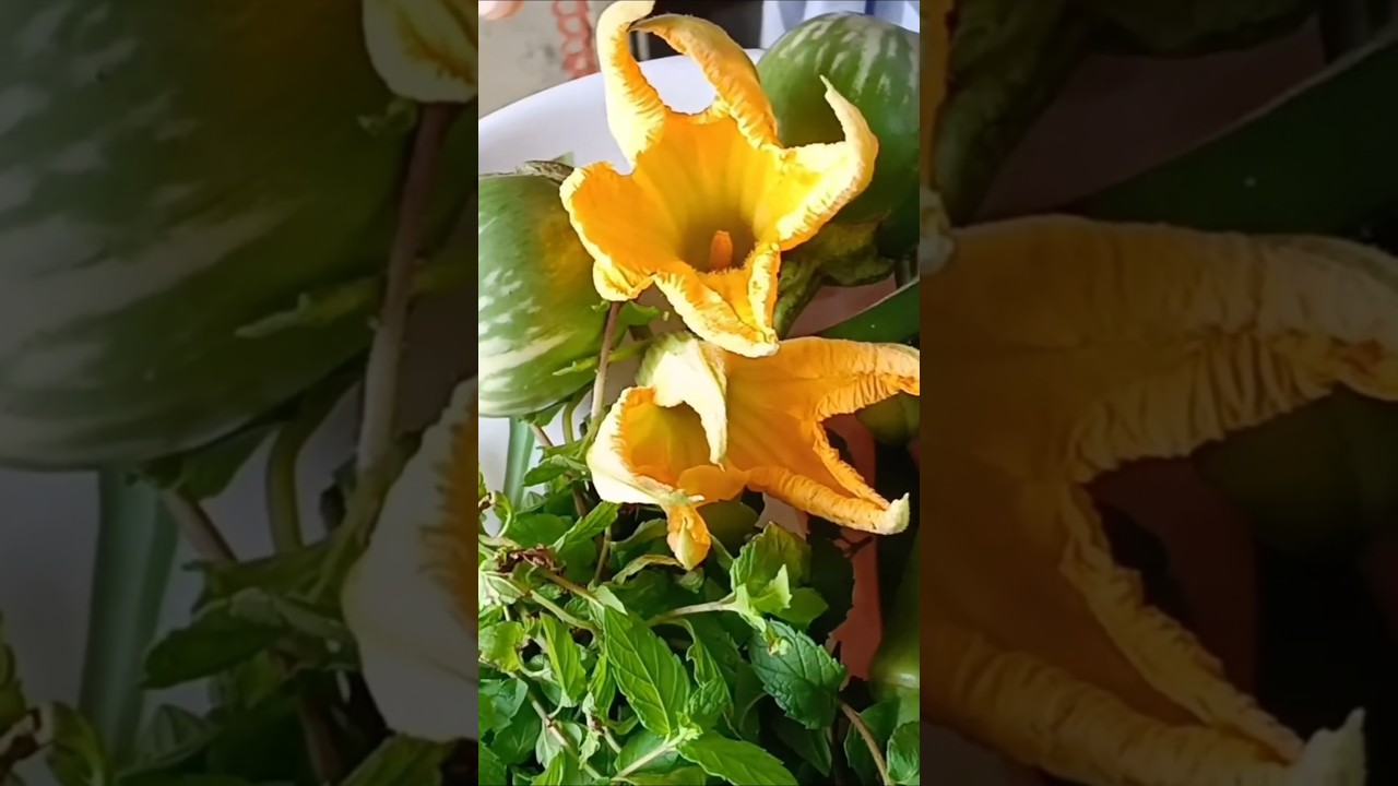 harvesting time #vegetables #vegetablesharvest #harvesting #growingvegetable #kitchengardening